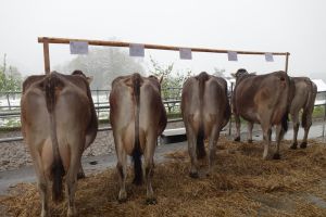 Irina Durrer Josef Wittlingen Kerns